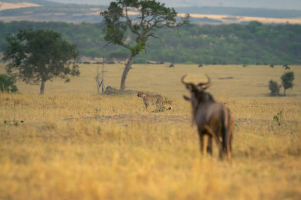 Blue wildebeest stands watching cheetah walking past Blue wildebeest stands watching cheetah walking past National Parks stock pictures, royalty-free photos & images