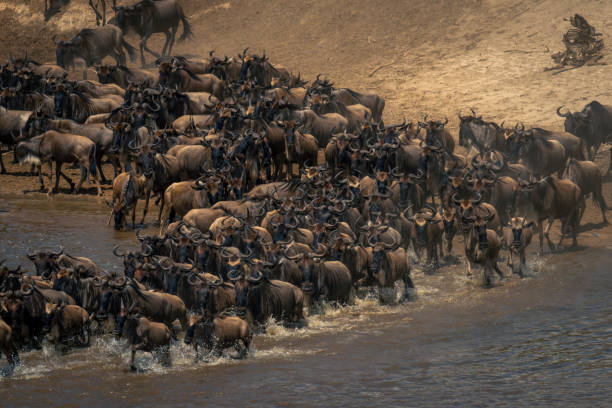 istock Blue wildebeest walk across Mara in herd 1909657655