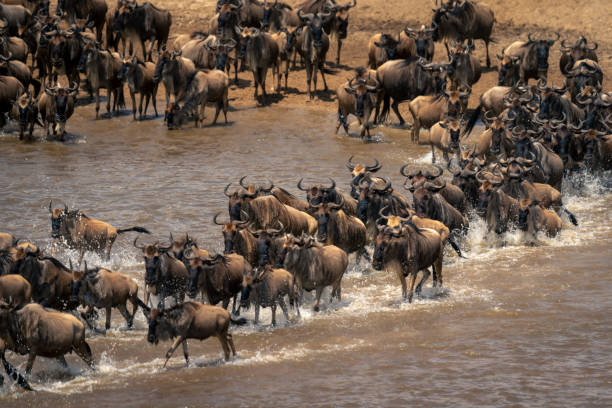 istock Blue wildebeest walk across river in herd 1909658182