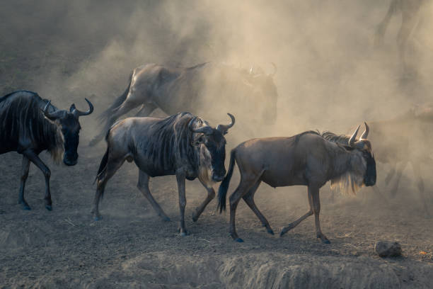 istock Blue wildebeest walking along riverbank in dust 1909658712
