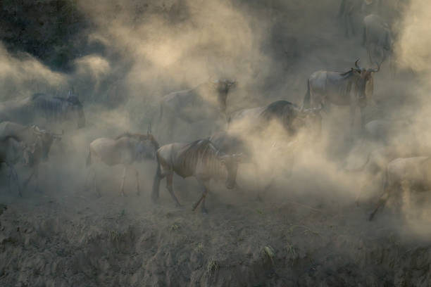 istock Blue wildebeest walk together in dust cloud 1909659223