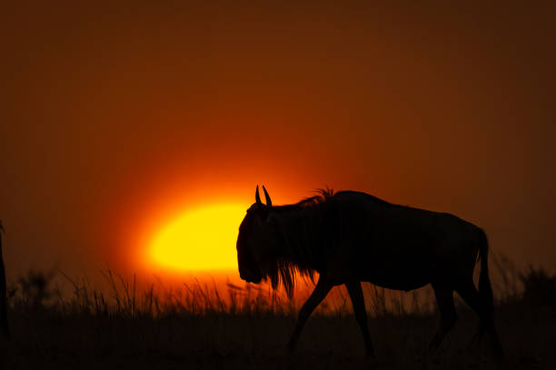 istock Blue wildebeest walks across horizon in silhouette 1909659236