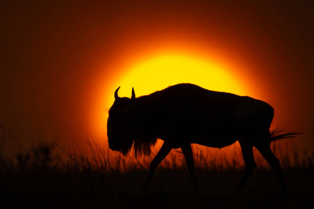 istock Blue wildebeest walking in silhouette at sunset 1909659238