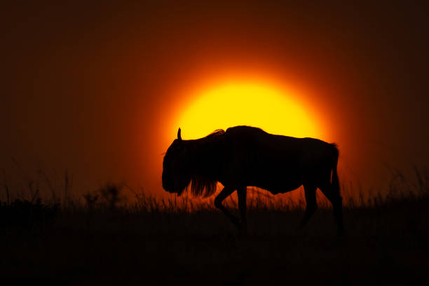 istock Blue wildebeest walks at sunset in silhouette 1909659259
