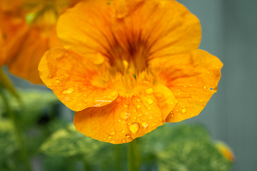 Orange Nasturtium flower caught raindrops on overcast day in summer closeup