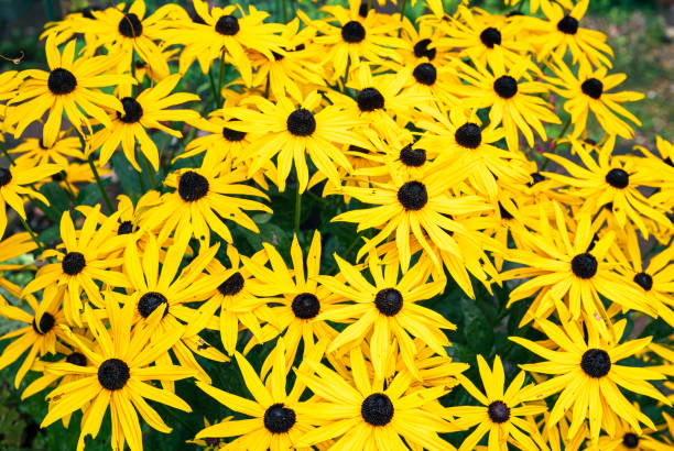 istock Rudbeckia hirta 