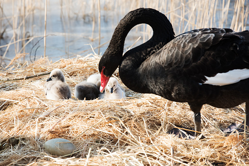 Black Swan and Newborn Little Swan