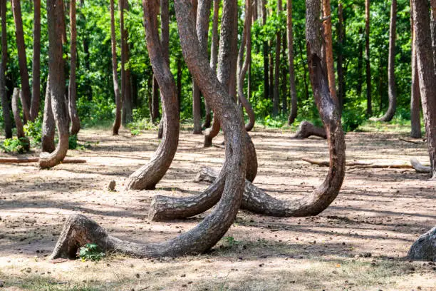 Photo of A crooked pine forest growing in Gryfino, Poland. Tourist attraction of Poland.