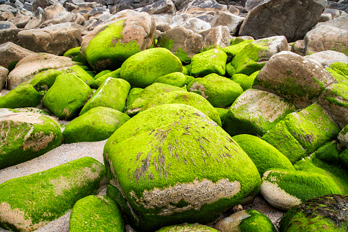 Large stones covered with moss on a beach in France by the Atlantic Ocean.