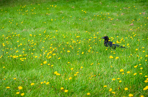 Crow on a beautiful summer meadow with yellow wildflowers on overcast day