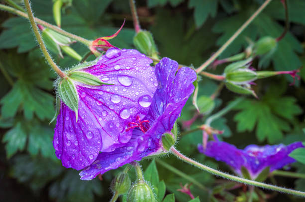 Geranium rozanne purple flowers caught raindrops in summer on overcast day