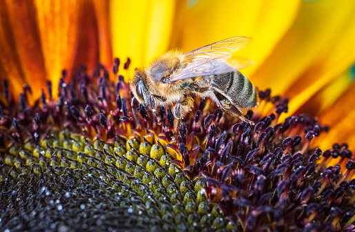 Honey bee feeding on sunflower pistils in closeup in summer