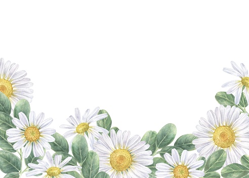 Daisy flower Banner. Watercolor botanical illustration of white chamomile. Hand drawn bouquet on isolated background. Drawing of floral frame border for cards and invitations.
