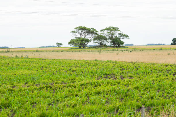 istock Landscape in Argentina  Agriculture fields 1909677047