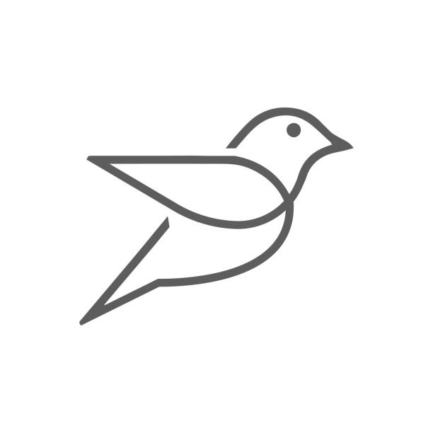 ilustraciones, imágenes clip art, dibujos animados e iconos de stock de vector de diseño de ilustración de contorno de línea de paloma paloma simple canario o pájaro petirrojo - petirrojo