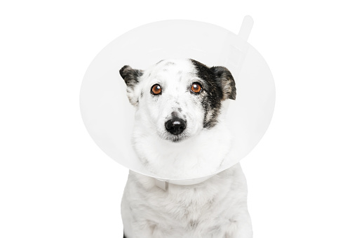 The dog wears a plastic cone, looking pitifully at the camera.
