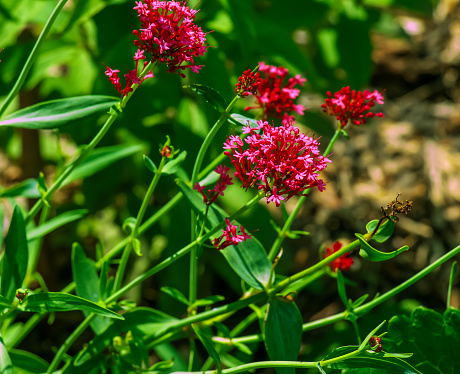Red Valerian flowers or Spur Valerian, Kiss Me Quick, Foxs Brush and Jupiters Beard.