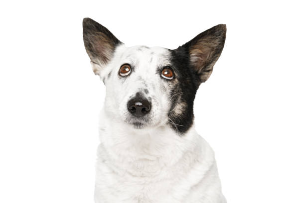 istock Mongrel black and white dog looking up, on a white background. 1909682792