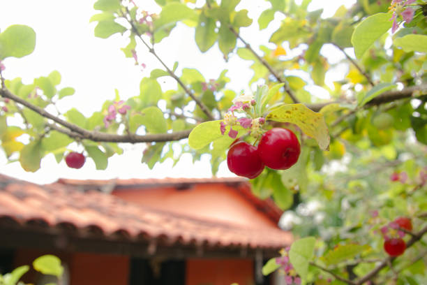 bunch with 2 ripe acerolas on the acerola tree
