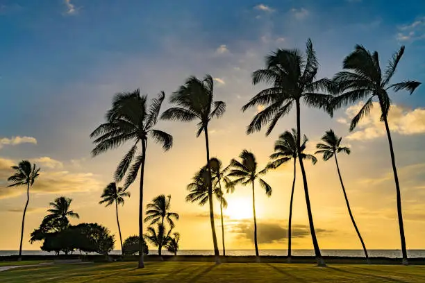 Peaceful beach scene featuring tall palm trees silhouetted against a glowing sunset sky at Ko'olina Beach Park, Oahu, Hawaii