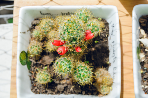 top view of small cactus with white spikes and with red berries in white pot on wood outdoors, illuminated by sun.