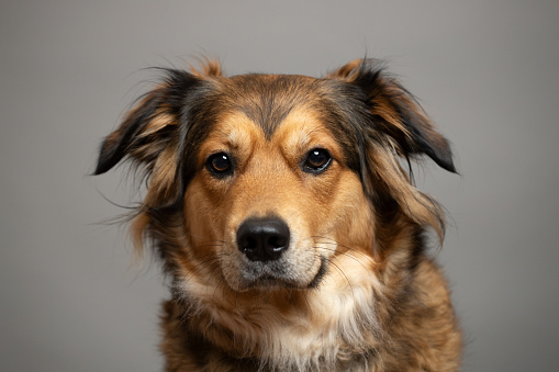 Shetland Sheepdog sitting in front of a white background