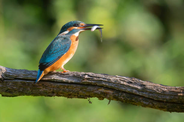 istock Common kingfisher (Alcedo atthis) with a fish in the Netherlands 1909713922
