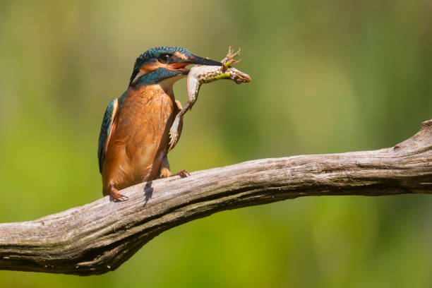 istock Common kingfisher (Alcedo atthis) eating a green frog in the Netherlands 1909715586