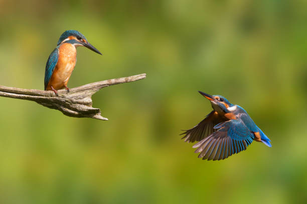 istock Two common kingfisher (Alcedo atthis) birds in the Netherlands 1909715589