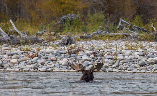 a bull shiras moose crossing the Snake River in Grand Teton National Park Wyoming in autumn