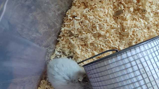 Syrian hamster rises on its hind legs, looks at the camera, digs into the sawdust and walks around in cage