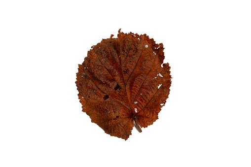 Fleeting Beauty: Brown Leaves on White Background - Symbolic of Transience.