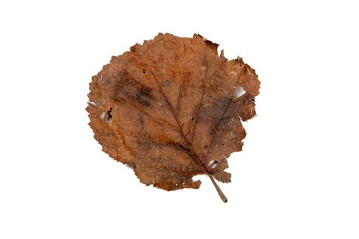 Fleeting Beauty: Brown Leaves on White Background - Symbolic of Transience.