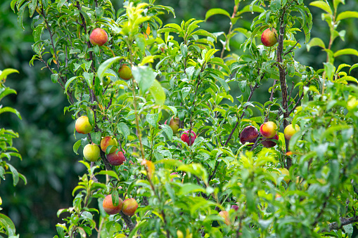 Riped peaches on the peach tree