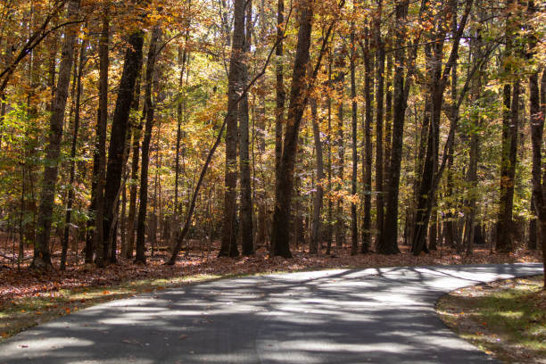 istock Autumn leaves along a road 1909735462