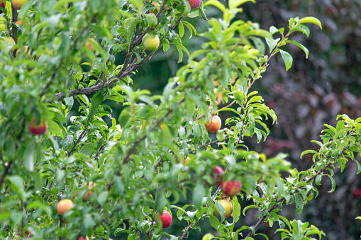 Riped peaches on the peach tree