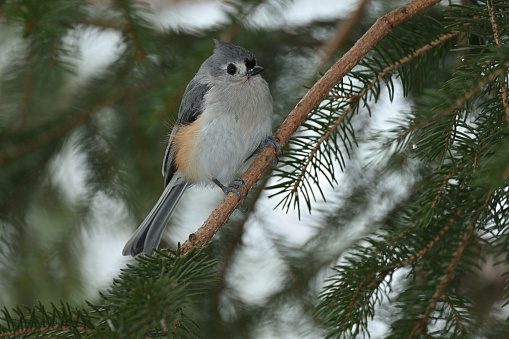 Tufted titmouse (Baeolophus bicolor) hiding in evergreen tree (a white spruce) in winter. Taken in the Connecticut woods.