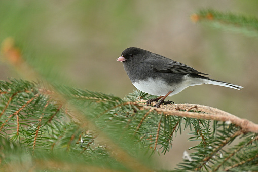 Side view of male dark-eyed junco (Junco hyemalis) in evergreen tree (a white spruce) looking at camera. Colloquially known as snowbird. Taken in the Connecticut woods in winter. With copy space on left.