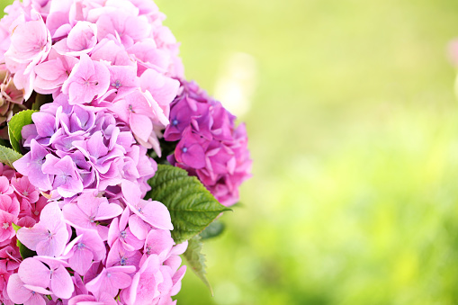 Flower arrangement