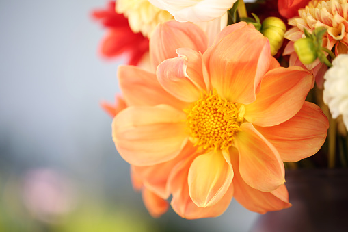 Safflower is globular flower heads having yellow, orange, or red flowers, It is commercially cultivated for vegetable oil extracted from the seeds.