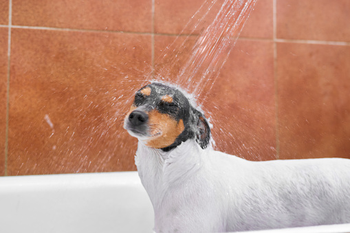 Authentic Spanish winery dog from Jerez at the veterinary clinic receiving a shower