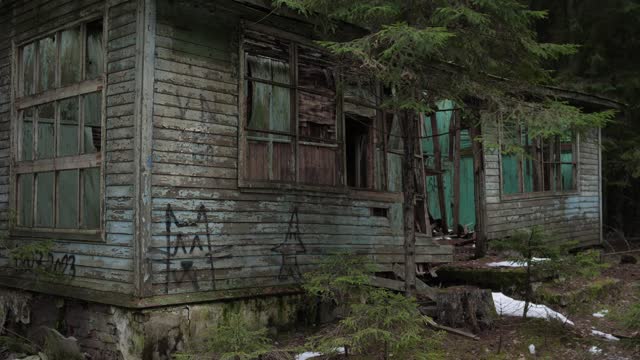 Wooden destroyed house in a spruce forest
