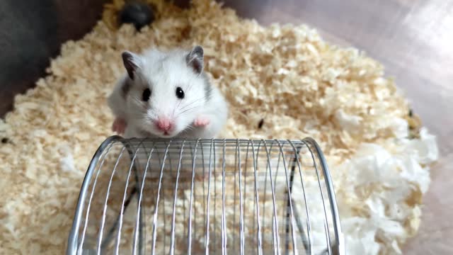 Syrian hamster spins a running wheel with its front paws