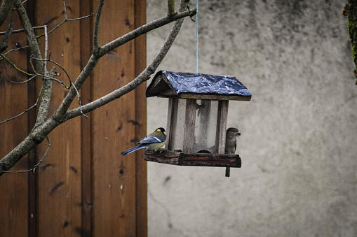 Some birds are eating at a hanging bird feeder in the garden