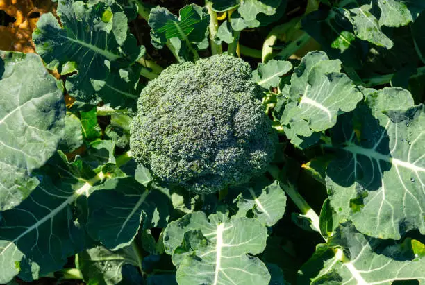 Aerial View of Freshness: Broccoli in Full Bloom from Above.