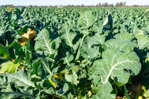 Focusing on Maturity: Ready-to-Harvest Broccoli in the Foreground.