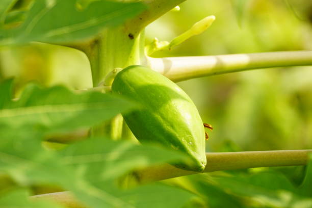 Carica papaya is a large herbaceous tree, with no or few branches, 3–10 m tall. The leaves are large, propeller-shaped, with long stems, 50–70 cm in diameter, with about 7 notches. White or blue flowers, small sepals, large rim with five petals