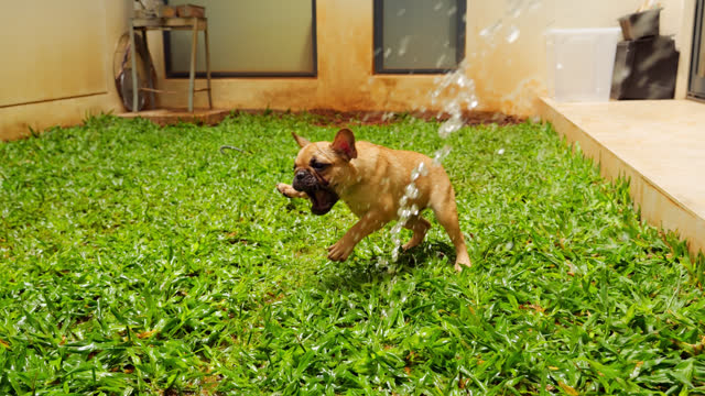 Playful Frenchie puppy enjoys a water game in backyard, slow motion