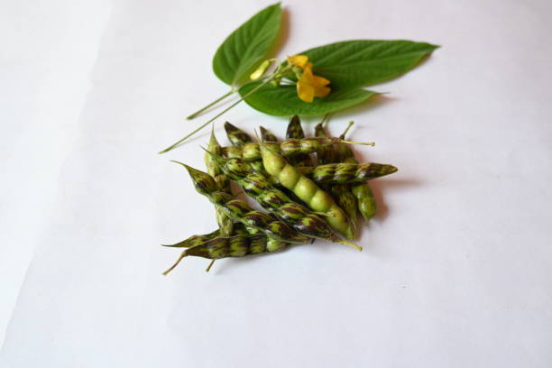 Green pigeon pea pod. Its other names Cajanus cajan, pigeonpea, red gram or tur. This is a perennial legume from the family Fabaceae.
