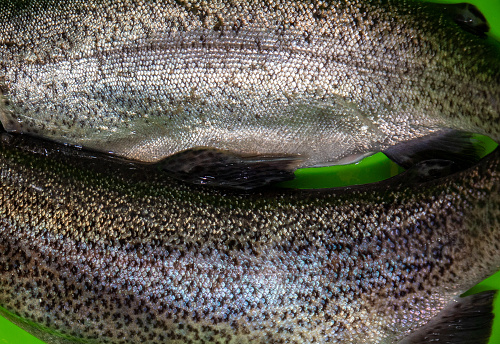 Close-up shot of two trout fish lying on a set of scales
